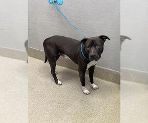 Mutt Dogs for adoption in Las Vegas, NV, USA