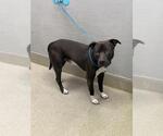 Small Mutt
