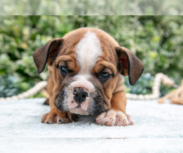 Medium Photo #4 English Bulldog Puppy For Sale in GORDONVILLE, PA, USA