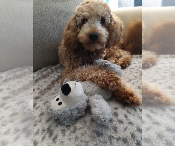 Medium Photo #1 Goldendoodle (Miniature) Puppy For Sale in GASTONIA, NC, USA