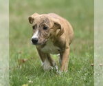 Small #7 Plott Hound Mix