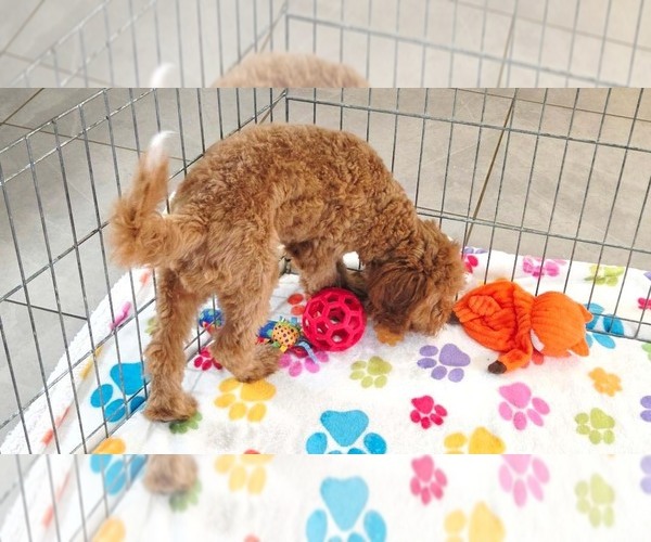 Medium Photo #11 Cavapoo mix (+ Poodle Miniature) Puppy For Sale in ORO VALLEY, AZ, USA
