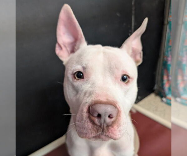 Medium Photo #14 American Pit Bull Terrier Puppy For Sale in Fargo, ND, USA