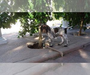 German Shorthaired Pointer Puppy for sale in LAS VEGAS, NV, USA