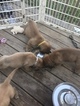 Small Photo #3 Mastiff Puppy For Sale in COPPERAS COVE, TX, USA