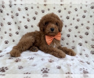 Cock-A-Poo Puppy for sale in LAKELAND, FL, USA