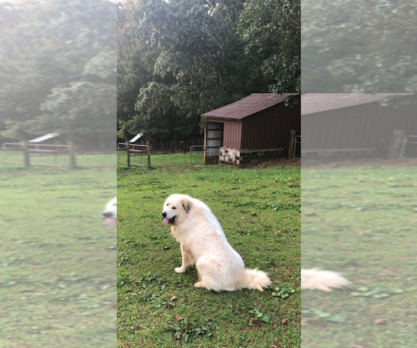 Medium Photo #1 Great Pyrenees Puppy For Sale in POWDER SPRINGS, GA, USA