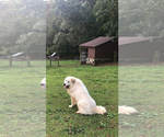 Small Photo #1 Great Pyrenees Puppy For Sale in POWDER SPRINGS, GA, USA