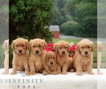 Small #1 Golden Retriever