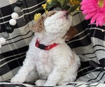Small Photo #2 Cavapoo Puppy For Sale in REEDS SPRING, MO, USA