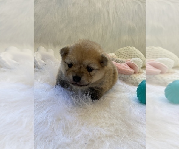 Medium Photo #2 Pomeranian Puppy For Sale in BEULAVILLE, NC, USA