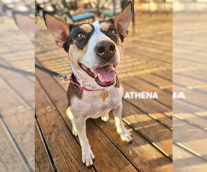 Mutt Dogs for adoption in Maryville, TN, USA