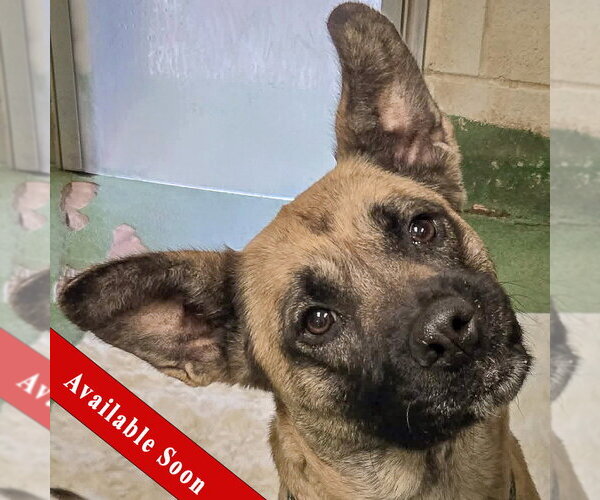 Medium Photo #3 Boxer-German Shepherd Dog Mix Puppy For Sale in Huntley, IL, USA