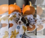 Puppy Ruth English Springer Spaniel