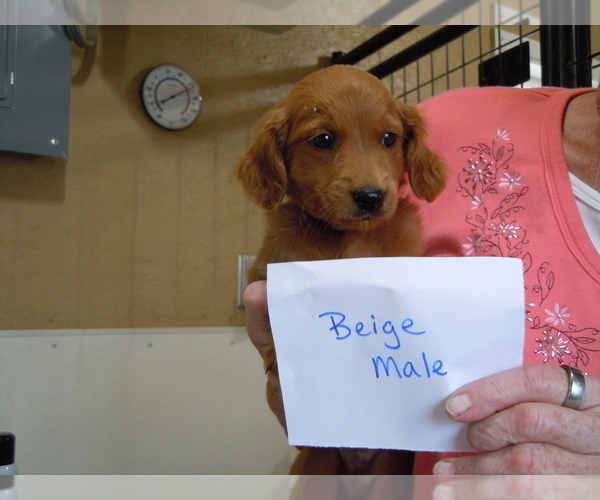 Medium Photo #3 Goldendoodle (Miniature) Puppy For Sale in ALLIANCE, NE, USA