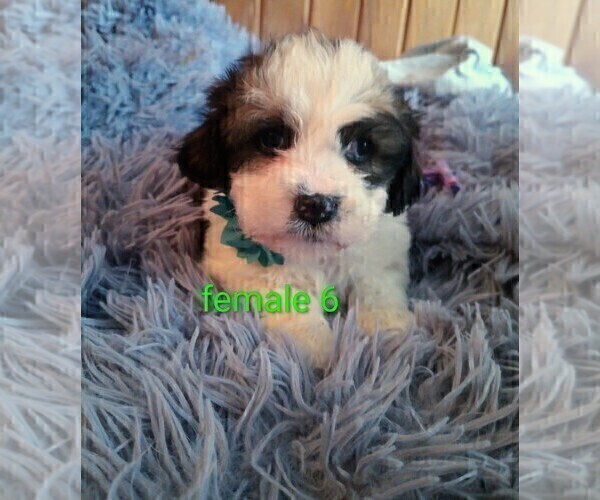 Medium Photo #4 Silky Cocker Puppy For Sale in WOBURN, MA, USA