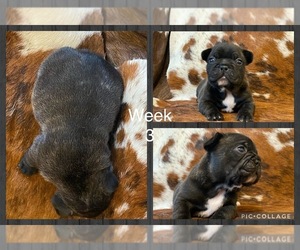French Bulldog Puppy for sale in GERBER, CA, USA