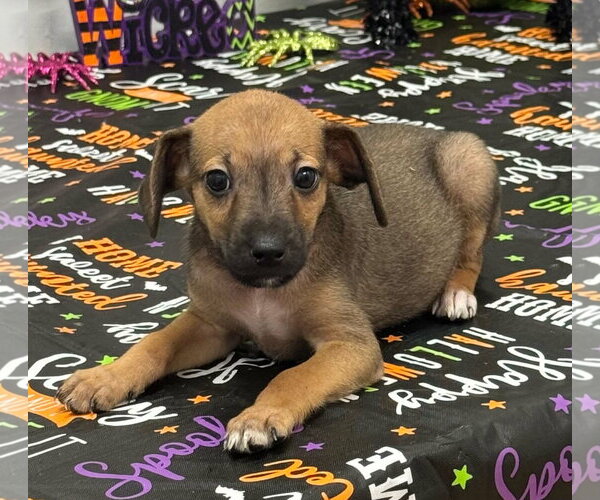 Medium Photo #1 Chiweenie Puppy For Sale in SHERBURNE, NY, USA