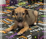 Tilly (NY-Sarah) - Female Chiweenie Dog for Adoption - Small photo