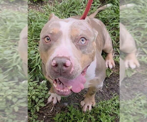 Medium Photo #1 American Pit Bull Terrier Puppy For Sale in Fort Lauderdale, FL, USA