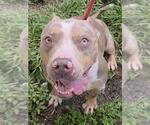 Small American Pit Bull Terrier