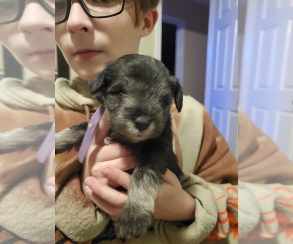 Medium Photo #3 Schnauzer (Miniature) Puppy For Sale in LYNCHBURG, VA, USA