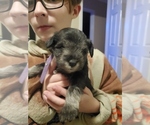 Small Photo #3 Schnauzer (Miniature) Puppy For Sale in LYNCHBURG, VA, USA