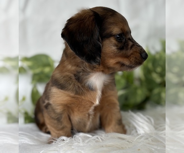 Medium Photo #4 Dachshund Puppy For Sale in ROCK STREAM, NY, USA