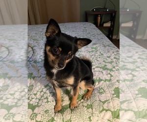 Chihuahua Puppy for sale in TEMECULA, CA, USA