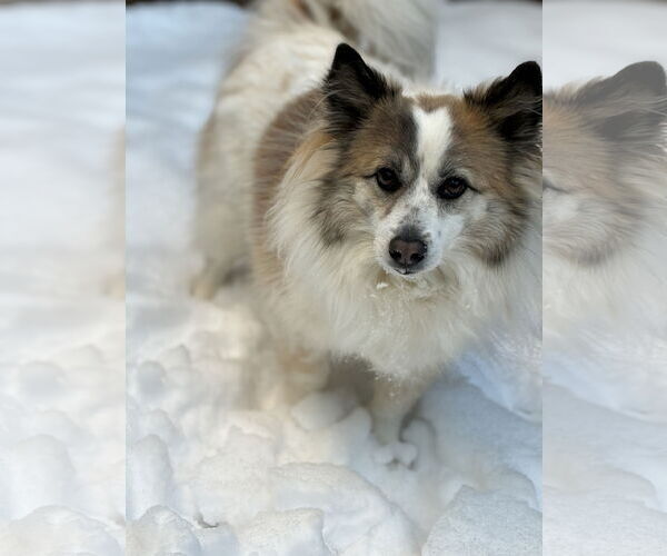 Medium Photo #1 Mutt Puppy For Sale in COLUMBIA, MD, USA