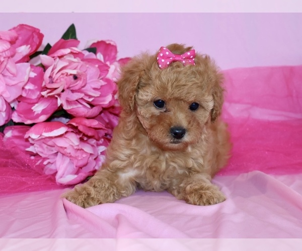 Medium Photo #7 Poodle (Toy) Puppy For Sale in GIRARD, KS, USA