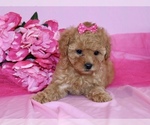 Small #6 Poodle (Toy)