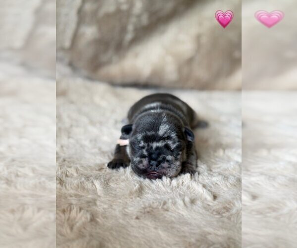 Medium Photo #1 French Bulldog Puppy For Sale in PLEASANTON, CA, USA