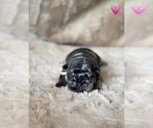French Bulldog Puppy for Sale in PLEASANTON, California USA
