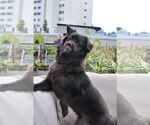 Small #21 Mutt