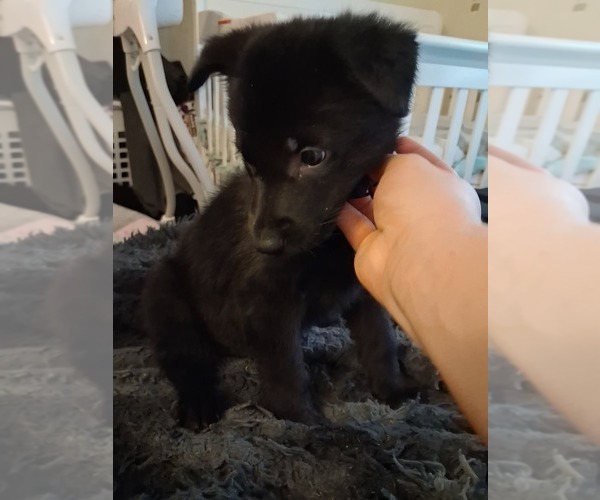 Medium Photo #14 German Shepherd Dog Puppy For Sale in MIDDLETOWN, CT, USA