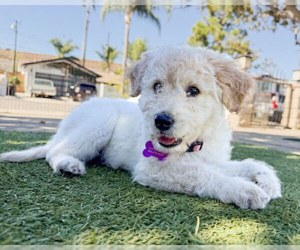 Medium Photo #2 Poodle (Standard)-Unknown Mix Puppy For Sale in Corona, CA, USA