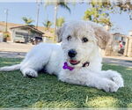 Small #1 Poodle (Standard) Mix