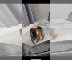 Shiba Inu Puppy for sale in NORFOLK, VA, USA