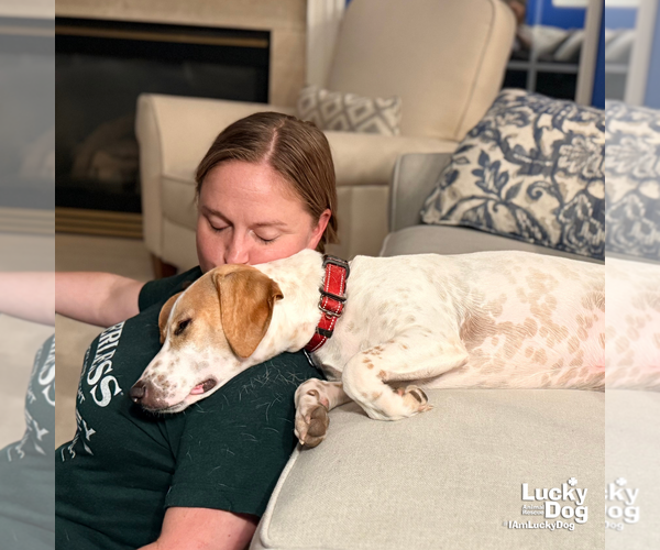 Medium Photo #10 Beagle-Unknown Mix Puppy For Sale in Washington, DC, USA