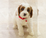 Small Photo #5 Cavapoo Puppy For Sale in BAY VIEW, WI, USA