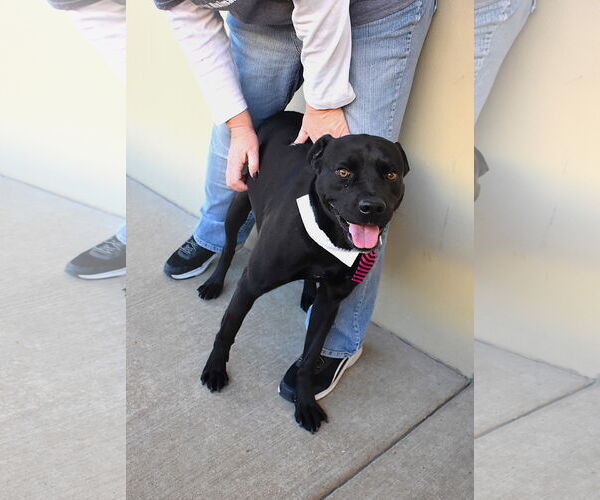 Medium Photo #3 American Pit Bull Terrier-Unknown Mix Puppy For Sale in McKinney, TX, USA