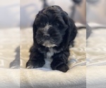 Small Photo #1 Cavachon Puppy For Sale in OAK LAWN, IL, USA
