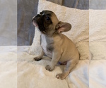 Small #9 French Bulldog