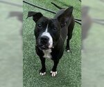 Small #8 American Pit Bull Terrier-Great Dane Mix