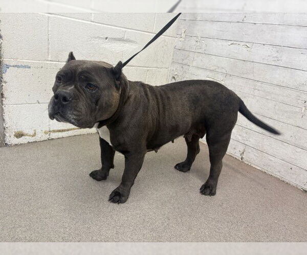 Medium Photo #1 Bulldog-Unknown Mix Puppy For Sale in San Bernardino, CA, USA