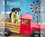 Small Rat Terrier Mix