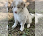 Puppy Squirrel Miniature Australian Shepherd