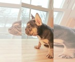 Small Photo #7 French Bulldog Puppy For Sale in MANHATTAN, NY, USA