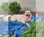 Small #8 Chinese Shar-Pei-Labrador Retriever Mix